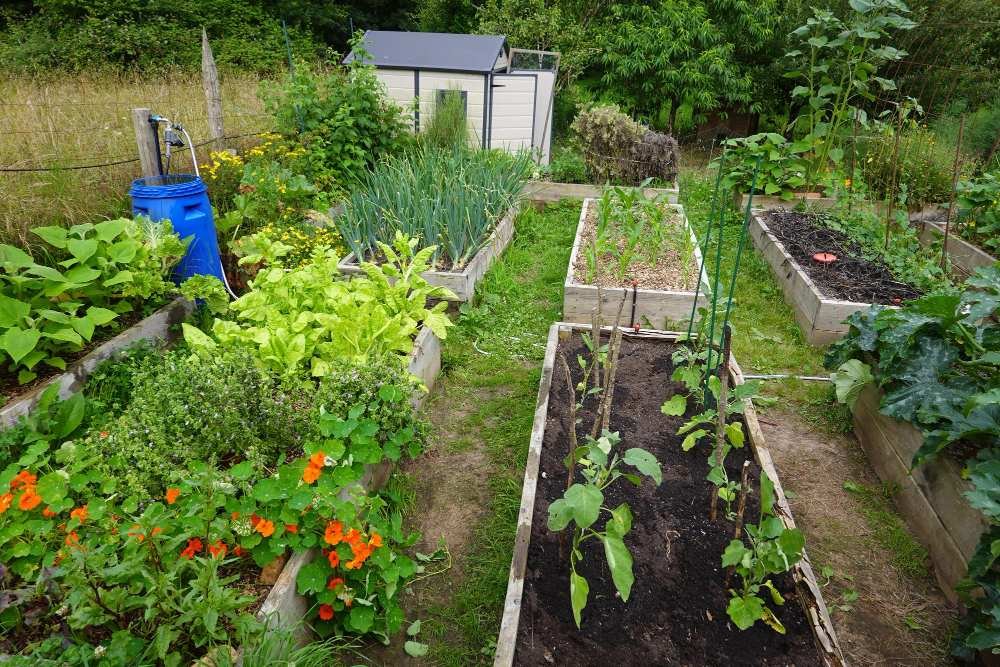 Growing your own food