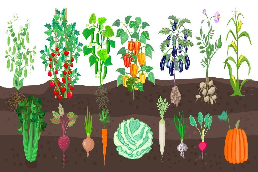 Vegetable planting dates 3