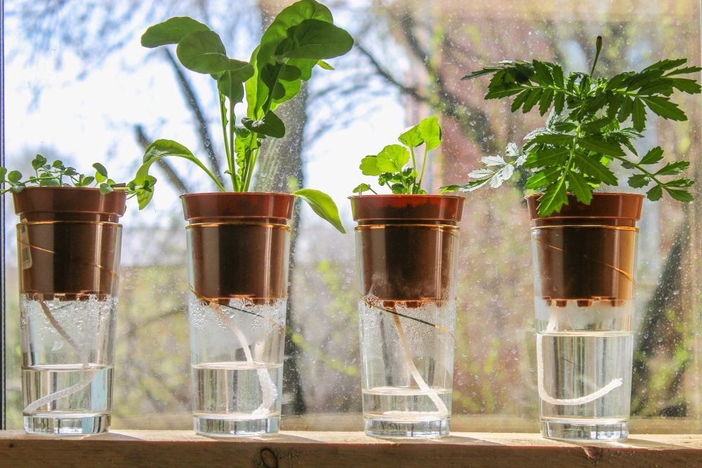 Indoor plant watering