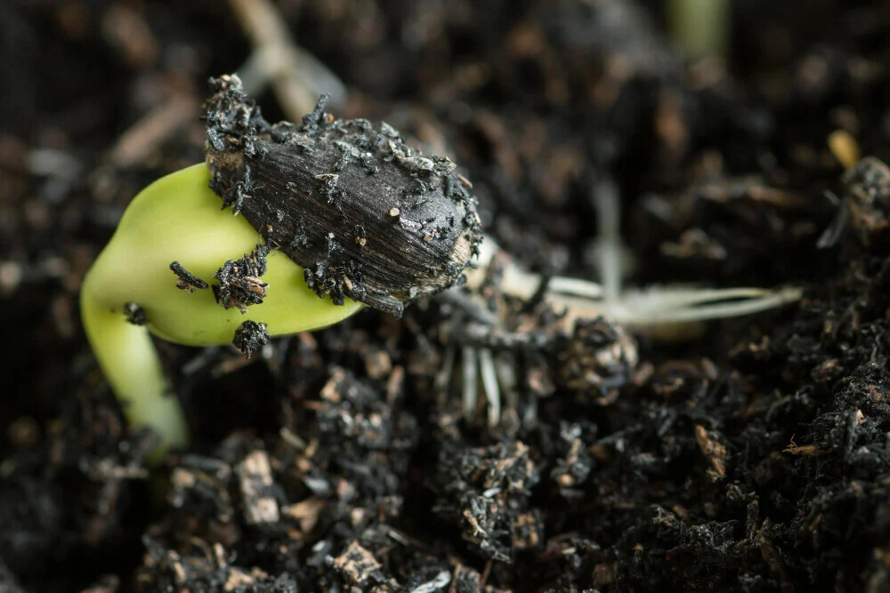 Soil health