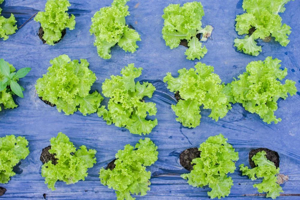 How to grow lettuce