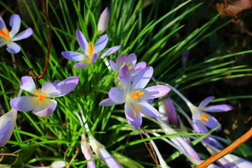 Spring flowers