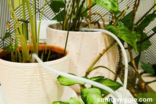 Indoor plant watering