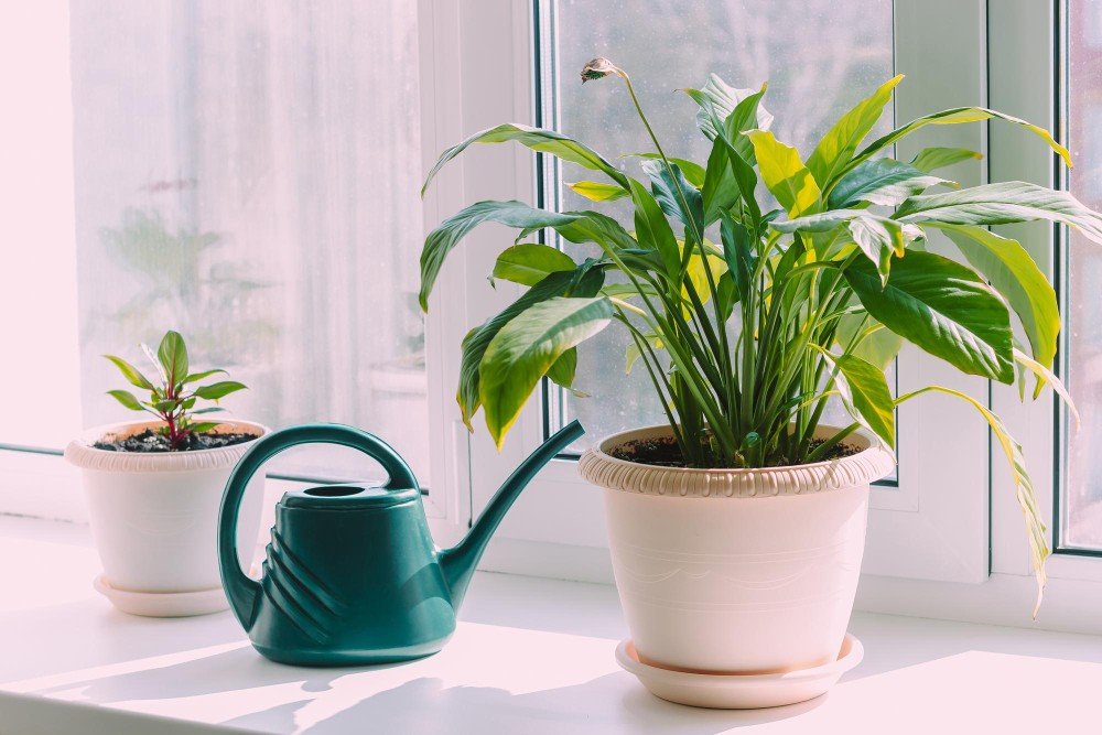 Water Indoor Plants