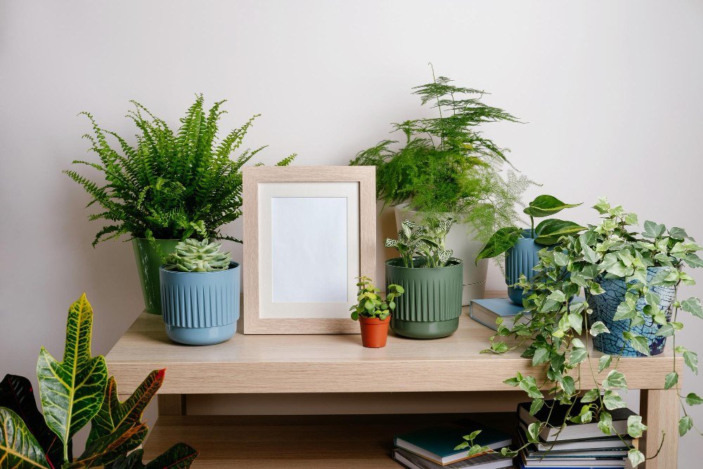 Water indoor plants