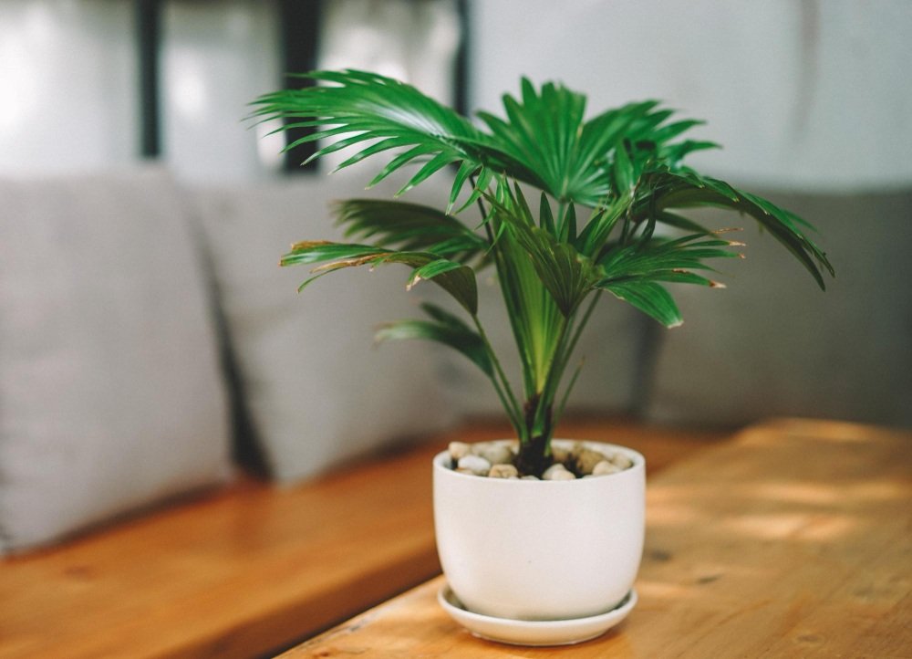 Water indoor plants