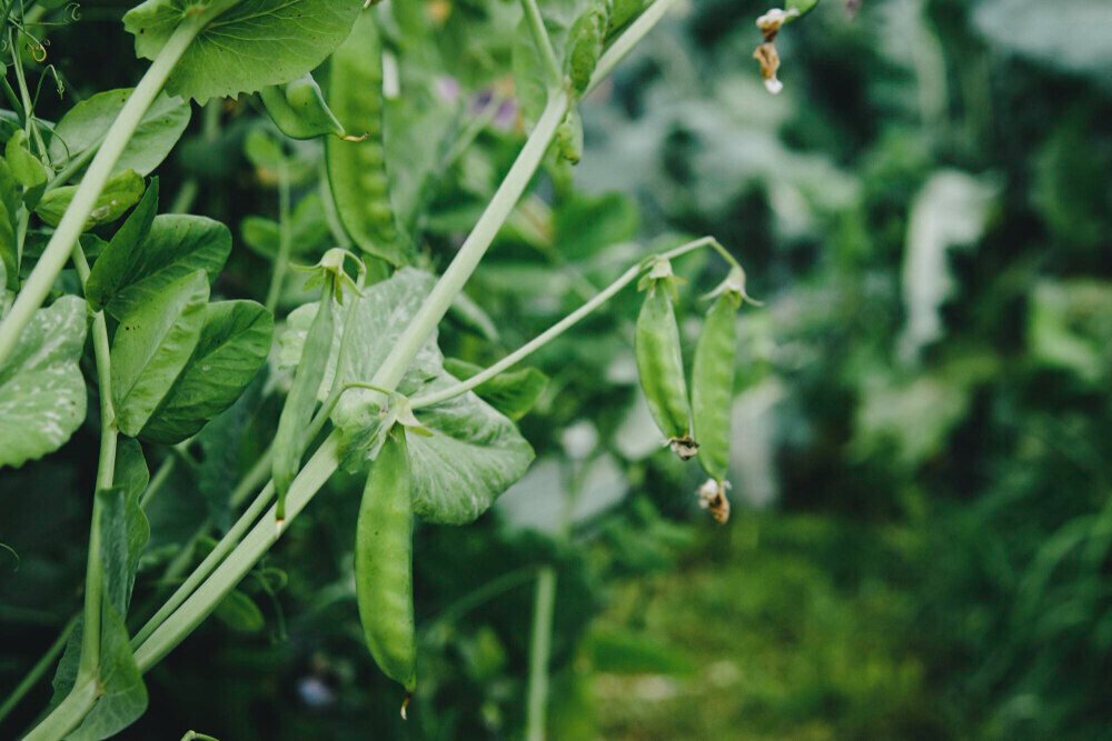 How to grow bean