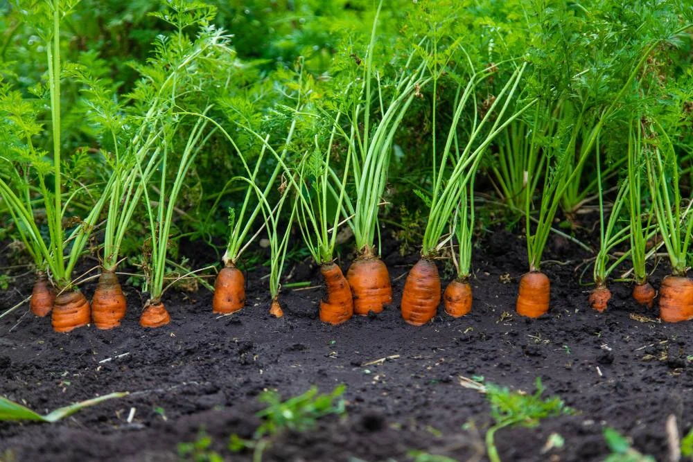 How to Grow Carrot