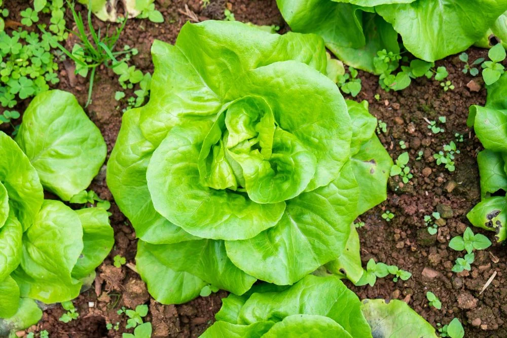 How to grow lettuce