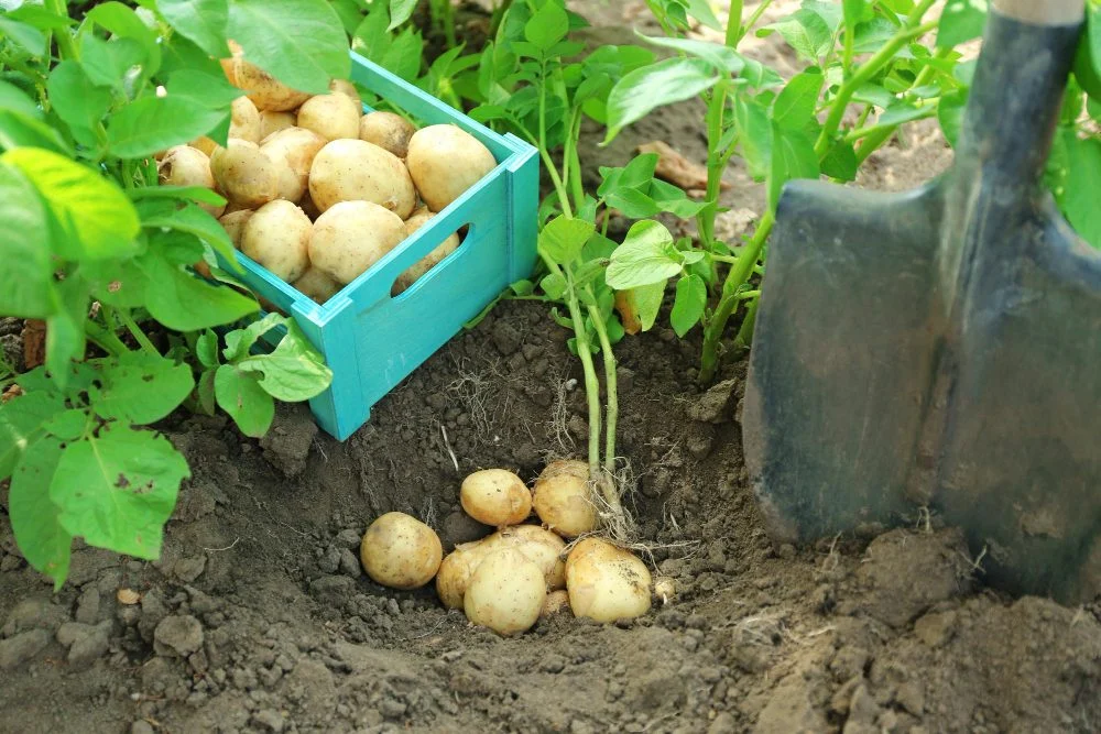 How to grow potato