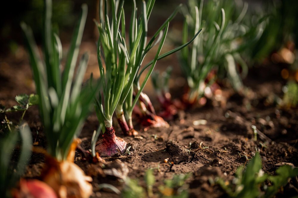 How to grow spring onions