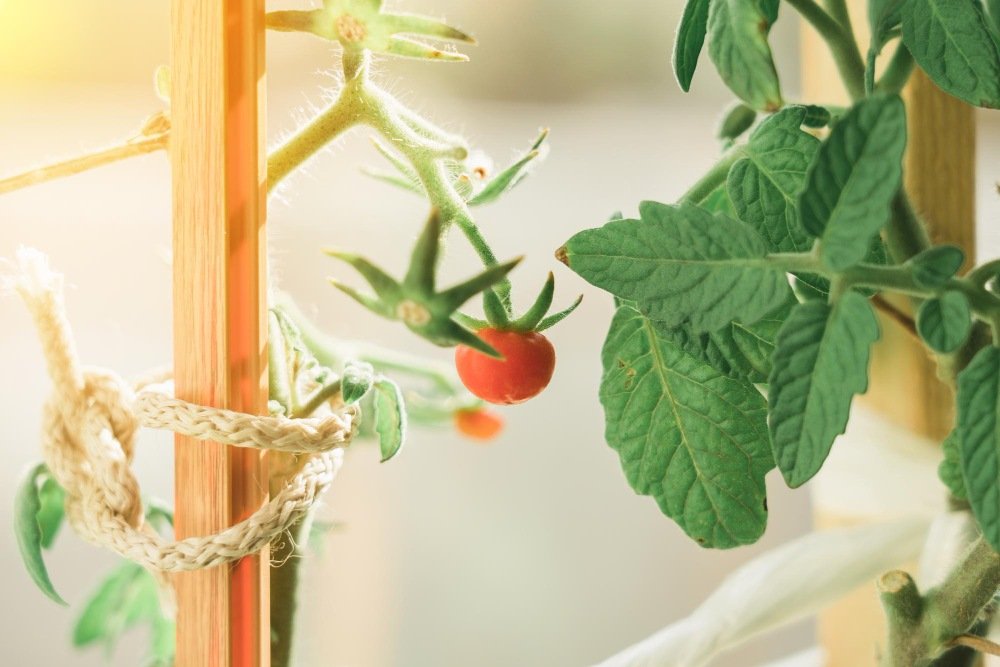 How to grow tomato