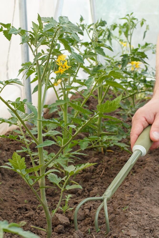 How to grow tomato