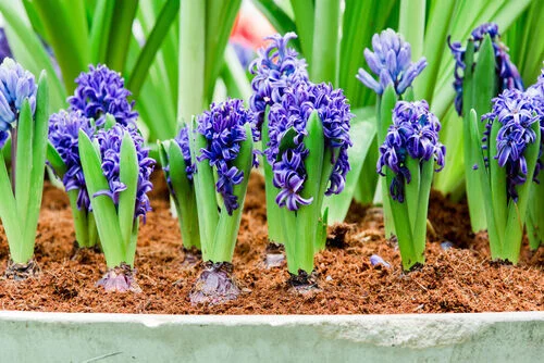 Spring flowers