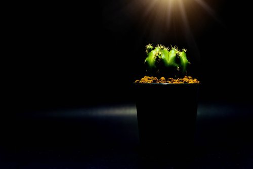 Plant lighting