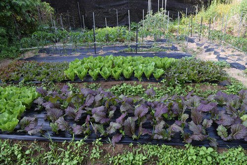 Amazing vegetables in spring