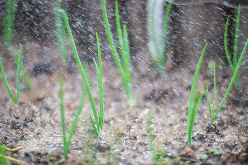 How to grow spring onions