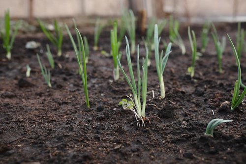 How to grow spring onions