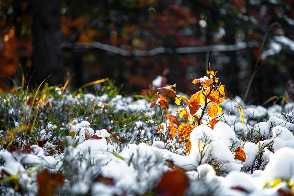 Spring planting