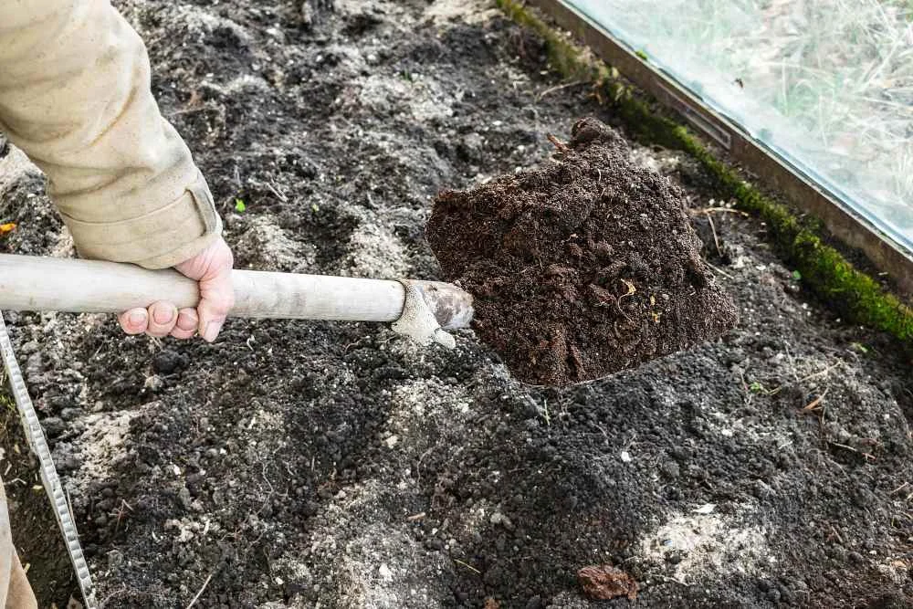 How to grow carrot