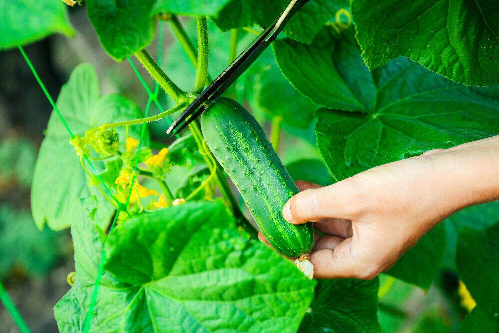 How to grow cucumber