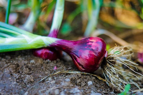 How to grow spring onions