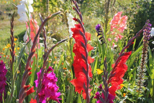 Spring flowers