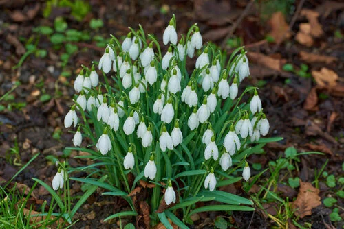 Spring flowers