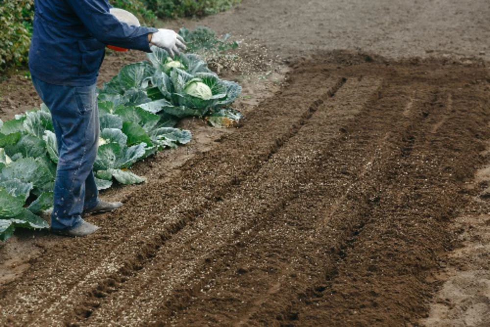 How to grow lettuce