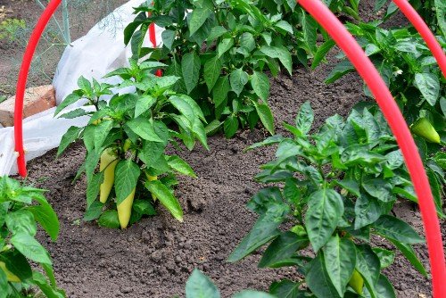 How to grow sweet peppers