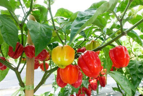 How to grow sweet peppers