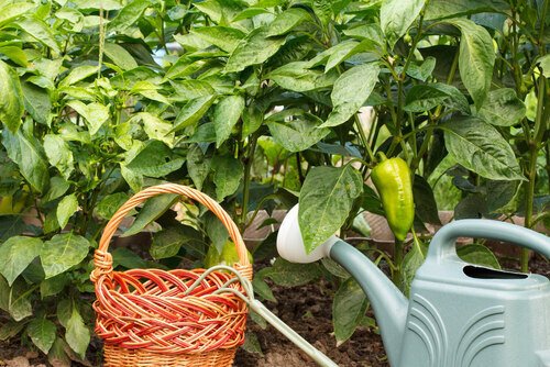 How to grow sweet peppers