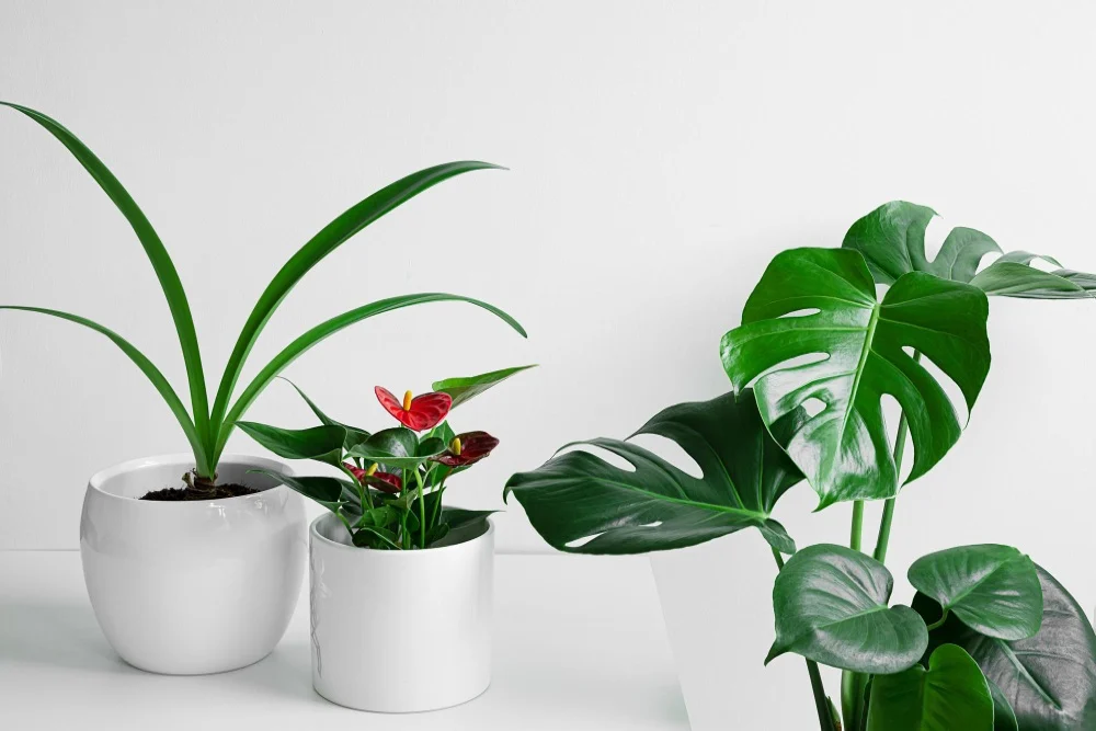 Coolest houseplants