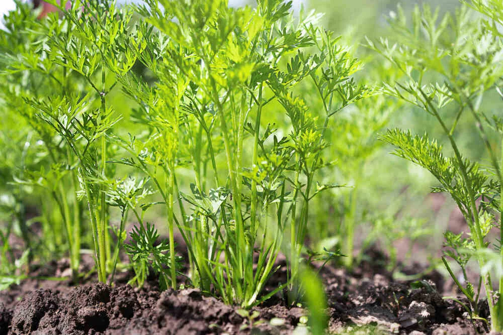 How to grow carrot