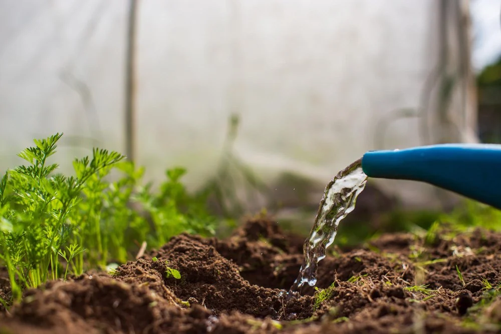 How to grow carrot