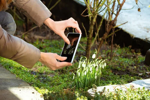 Spring gardening