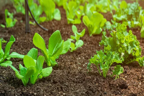 How to grow lettuce