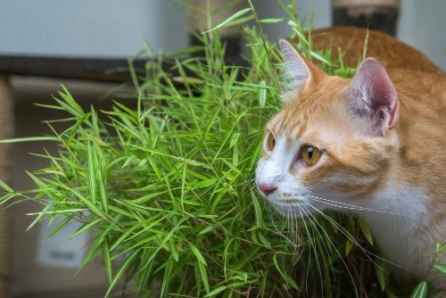 5 Ways to Stop Your Cat Eating Your Houseplants
