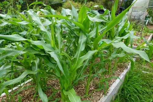 A stepwise guide on how to grow corn