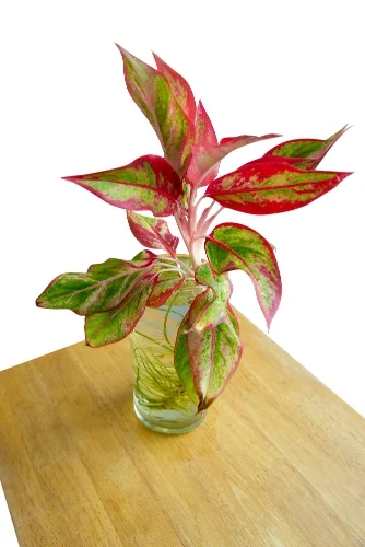 Chinese evergreen