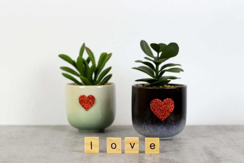 Indoor plants for birthdays