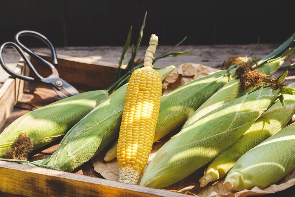 How to grow corn