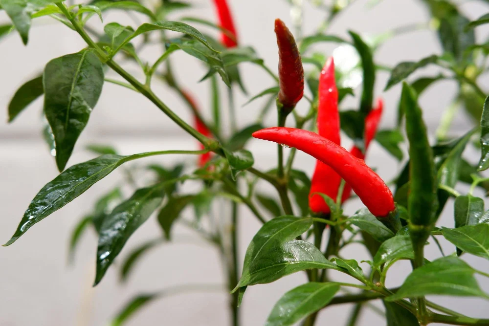 How to grow hot pepper