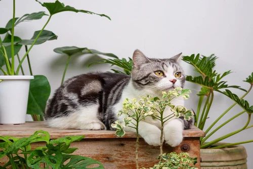 Risks Associated With Cat Eating Houseplants