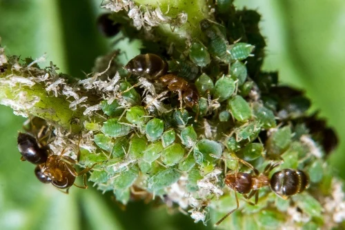 Signs of mealybug infestation