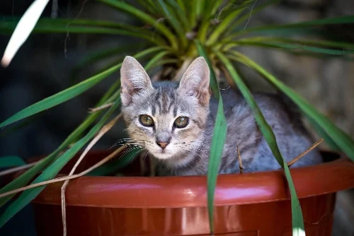 Cat-friendly house plants