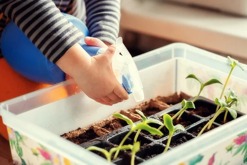 Taking care of the seedlings