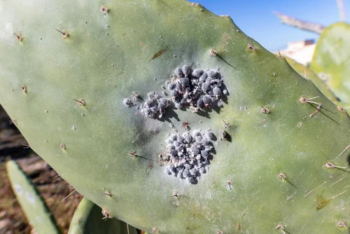 Tips to prevent mealybug infestation