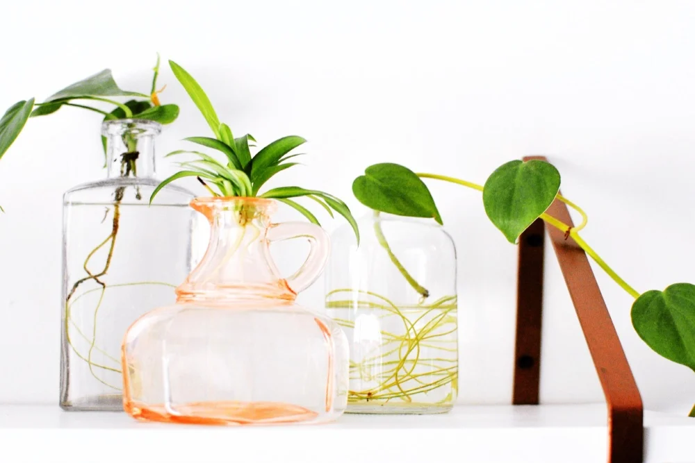 Indoor plants that can grow in water