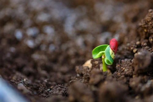 Understanding soil fertility